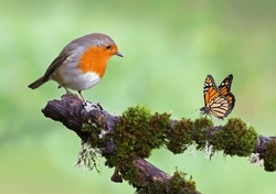 Beautiful Background Image Of A Wild Robin (Erithacus Rubecula) With Stunning Colors And A Monarch Butterfly (Danaus Plexippus) Standing On A Branch. Tiny And Cute Bird Looking At A Prey Butterfly.