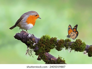 Beautiful background image of a wild robin (Erithacus rubecula) with stunning colors and a monarch butterfly (Danaus plexippus) standing on a branch. Tiny and cute bird looking at a prey butterfly.