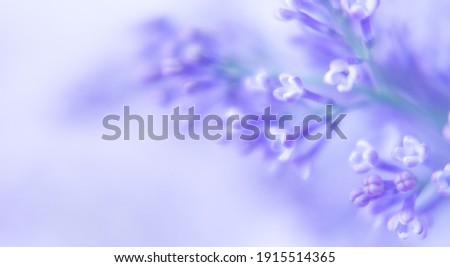 Beautiful background with lilac flowers. Close-up of lilac flowers . Space for text