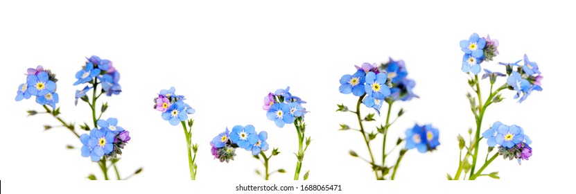 Myosotis Imagenes Fotos De Stock Y Vectores Shutterstock