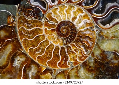 beautiful background of petrified extinct fossil shell animal Ammonite Nautilus, Jurassic and Mesozoic era, marine mollusc chamber cut in spiral shape, symbol of family happiness, wealth and eternity