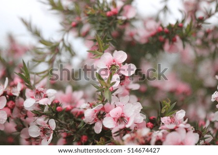 Beautiful background with pink flowers