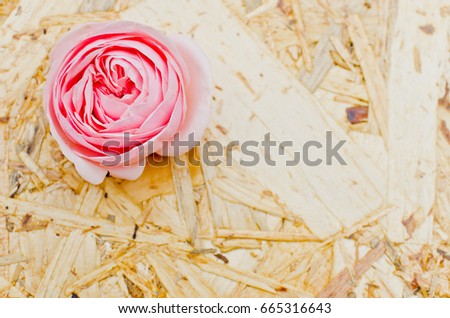 Beautiful background of pink rose on wooden background. rose background - fresh pink rose flower close up. Background for cards, wedding, place for text