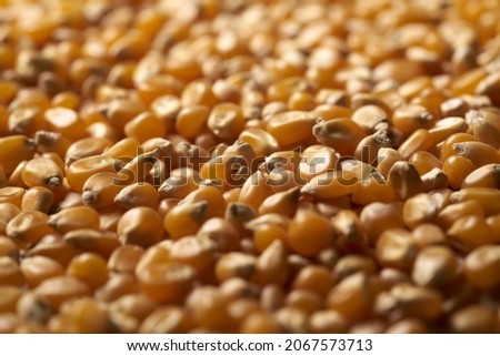 Beautiful background of popcorn for various uses. Popcorn kernels in defocused spiral close-up. Food texture, pattern. High quality photo