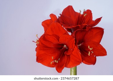 Beautiful background with red amaryllis; Amaryllis Belladonna
 - Powered by Shutterstock