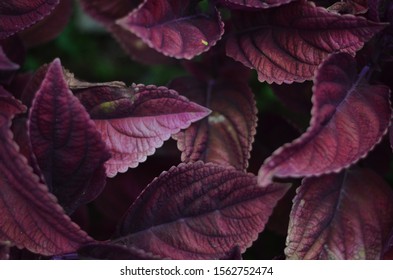 Beautiful background of Shiso leaf (Perilla frutescens) - Shutterstock ID 1562752474