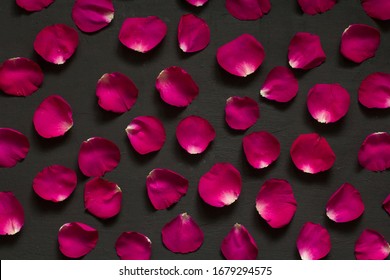 Beautiful Background Of Single Rose Petals. Scarlet Rose Petals Lie One On A Black Modern Background. Beautiful Card Valentine's Day, Romance And Love. Flat Lay, Top View. Copy Space For Your Text.