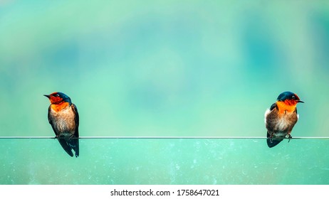 ツバメ 鳥 イラスト の写真素材 画像 写真 Shutterstock