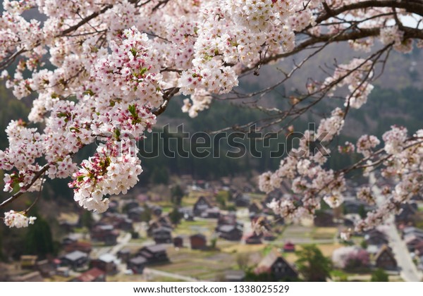 Beautiful Background Wallpaper Full Bloom Pink Stock Photo Edit