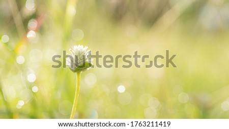 Beautiful background and wallpaper of white wild flower in garden with blur bokeh of dewdrop on grass in morning sunshine