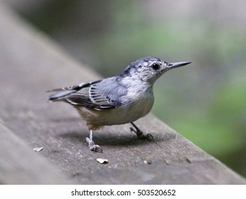 Beautiful background with a white-breasted nuthatch