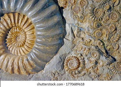 309,881 Fossil Images, Stock Photos & Vectors 