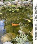 Beautiful backyard koi pond in the summertime in Massachusetts!