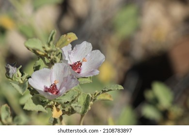 Beautiful Baja California Desert Flowers