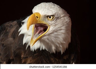 Beautiful Bald Eagle With Beak Open And Tongue Visible