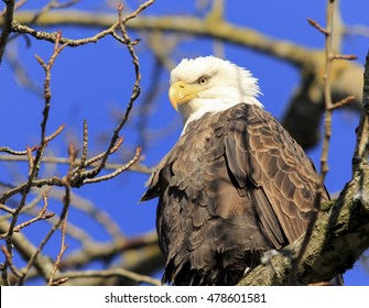 Beautiful Bald Eagle on the cottonwood tree 7