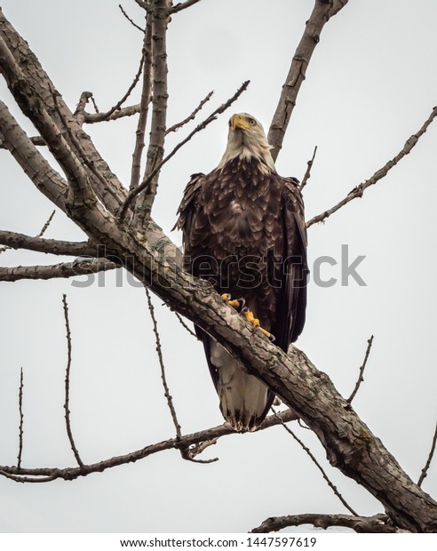 Beautiful Bald Eagle Seeking Prey While Stock Photo Edit