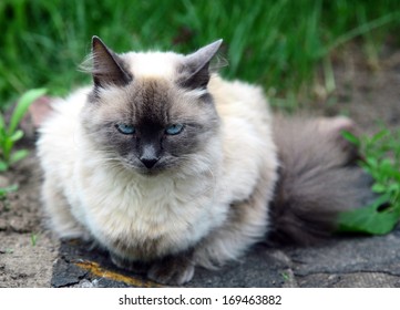 Beautiful Balinese Cat