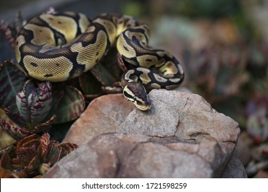 A Beautiful Ball Python Amongst The Rocks Showing Off It’s Pure Beauty And Colors To The World. A High Definition Photo Of The Snake In Its Environment