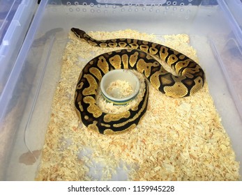 pet snake shop