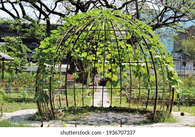 The Beautiful Bamboo Arbor (bamboo Frame, Bamboo Dome, Plant Trellis) In The Garden. It Was Builted For Climbing Plants, Vegetables And Fruit.