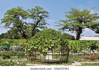 The Beautiful Bamboo Arbor (bamboo Frame, Bamboo Dome, Plant Trellis) In The Garden. It Was Builted For Climbing Plants, Vegetables And Fruit.