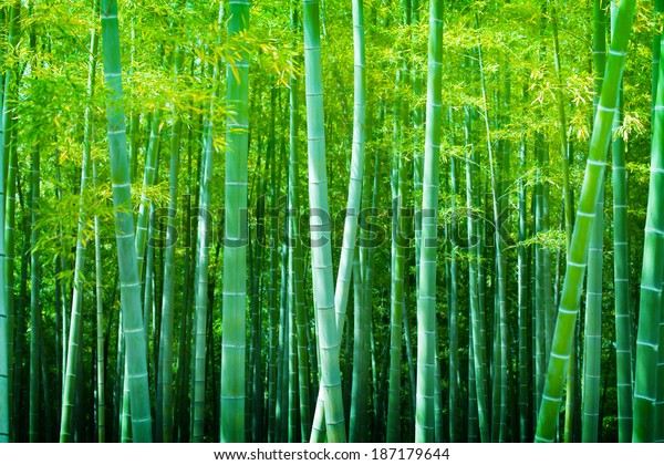 美しい竹林 竹の若木の柔らかい緑の森 の写真素材 今すぐ編集 美しい竹林 竹の若木の柔らかい緑の森 の写真素材 今すぐ編集
