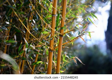 Beautiful bamboo plants with lush green leaves growing outdoors, closeup