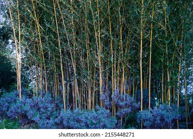 Beautiful bamboo plants with lush green leaves growing outdoors