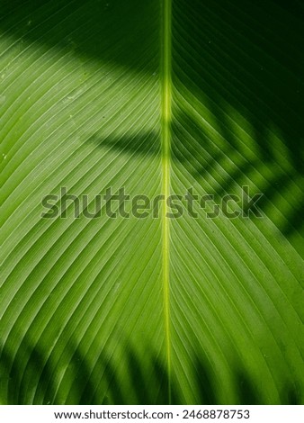 Beautiful banana leaf background with fern shadow, bright green banana leaf hit by sunlight