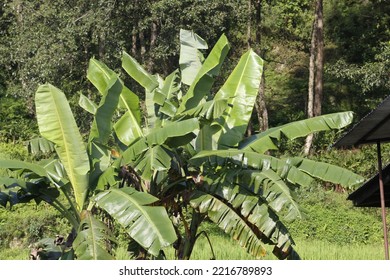 Beautiful Banana Leaves , Banana Farming In The Local Village , Rice Farm And Bannana Leaves