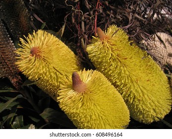 Beautiful Banksias In Floral Arrangement Australian Native Plants