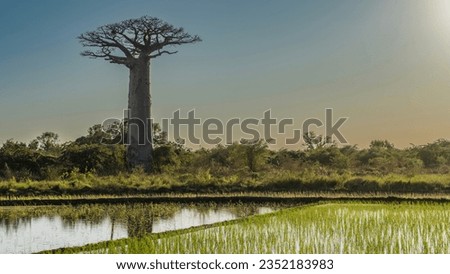 Similar – Image, Stock Photo Majestic Baobab Tree by the Shore at Praia Emilia