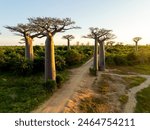 Beautiful Baobab trees at sunset at the avenue of the baobabs in Madagascar - aerial drone view.