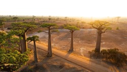 Beautiful Baobab Trees At Sunset At Avenue Of Baobabs In Madagascar - Aerial View.