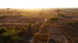 Beautiful Baobab Trees At Sunset At Avenue Of Baobabs With Wood Houses Of Local Malagasy People In Madagascar - Aerial View.