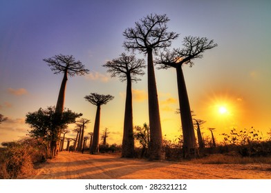 Beautiful Baobab trees at sunset at the avenue of the baobabs in Madagascar. HDR
