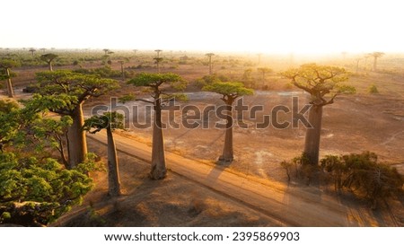 Beautiful Baobab trees at sunset at Avenue of Baobabs in Madagascar - aerial view.