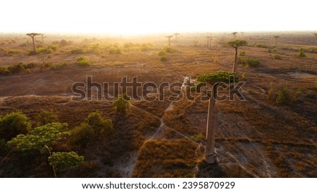 Beautiful Baobab trees at sunset at Avenue of Baobabs with wood houses of local Malagasy people in Madagascar - aerial view.