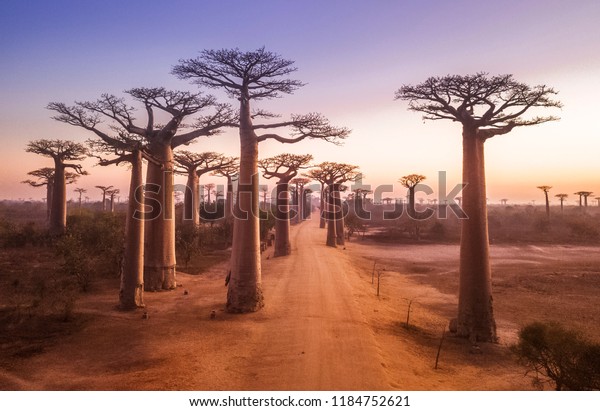 Beaux Baobabs Au Coucher Du Soleil : Photo De Stock (modifiable) 1184752621