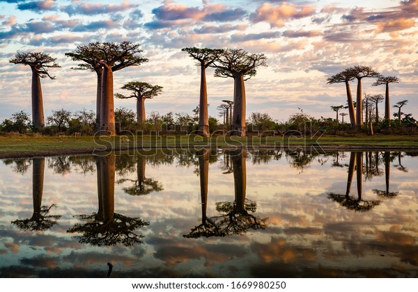 Beautiful Baobab trees at sunset at the avenue\
of the baobabs in\
Madagascar