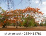 A beautiful Barbados Pride Trees at Khamphaeng Phet Historical Park Thailand.