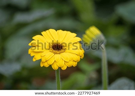 beautiful Barberton daisy , Gerbera jamesonii   flowers and plants  , Gerbera daisy, red, yellow, pink