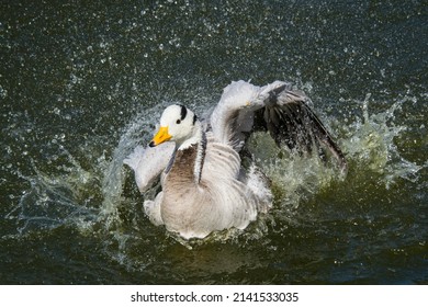 A beautiful bar-headed goose making a huge splash while taking a bath. Love the water droplets  It is easily recognized by its distinctive bars on its head, and is a member of the grey goose genus.  