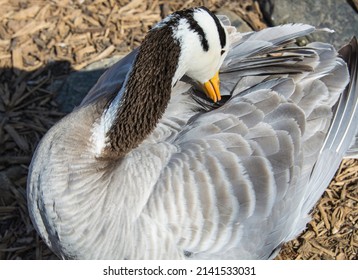 A beautiful bar-headed goose preening its feathers.  It is easily recognized by its distinctive bars or stripes on its head, and is a member of the grey goose genus, Anser Indicus. 