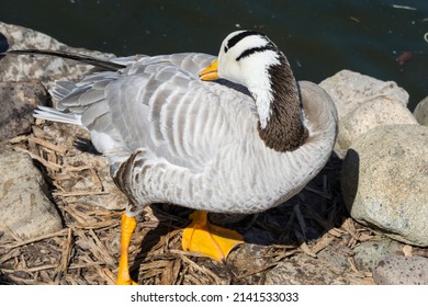 A beautiful bar-headed goose preening its feathers.  It is easily recognized by its distinctive bars or stripes on its head, and is a member of the grey goose genus, Anser Indicus.