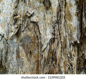 Beautiful Bark Of Melaleuca Leucadendra Tree