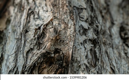 Beautiful Bark Of Melaleuca Leucadendra Tree