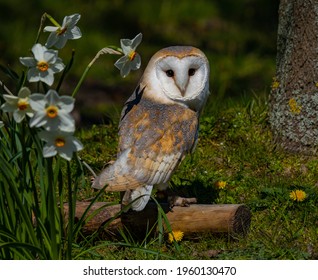 Beautiful barn owl next to an array of daffodils on a sunny spring day