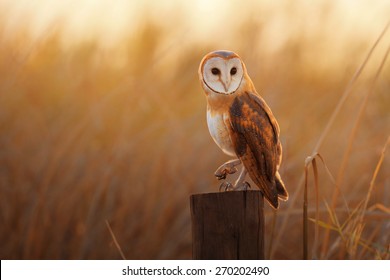 A beautiful barn owl perched on a tree stump. - Powered by Shutterstock